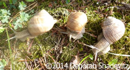 Hill-of-Crosses_3-snails-grass